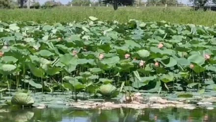 Стала известна причина замора рыбы в селе Тумак Астраханской области