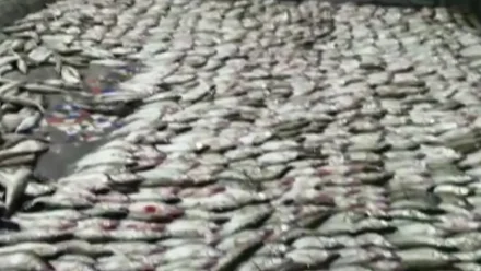 В Астрахани пограничники поймали браконьеров с судаком на 11 млн рублей