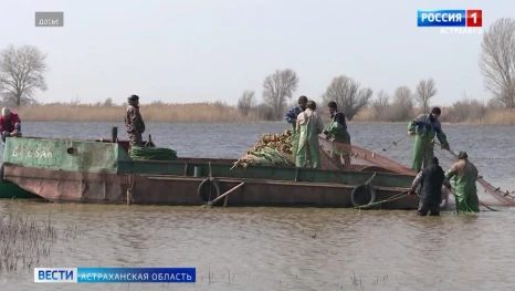 В Астраханской области ищут варианты спасения водных биоресурсов