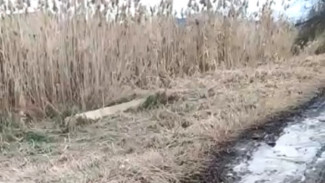 В Астрахани по просьбе жителей скосили камыш, но забыли убрать