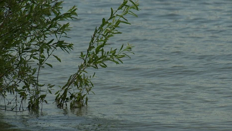 Первые признаки паводка в этом году в Астраханской области появились необычно рано