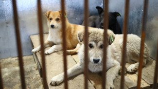 В Астраханской области открылся приют для бездомных собак на 500 мест