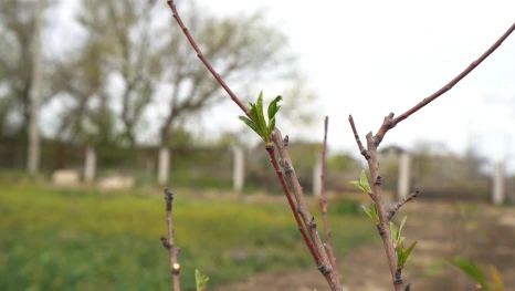 В «Саду памяти» астраханского госуниверситета высадили новые плодовые деревья