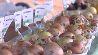 В Астраханской области селекционеры представили 27 экспериментальных сортов лука
