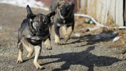 В Астрахани бездомные собаки напали на 13-летнюю девочку