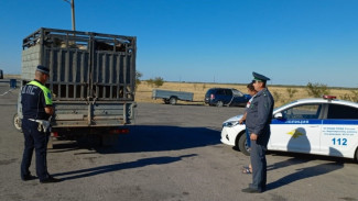 В Астраханской области перевозили 46 голов мелкого скота без документов