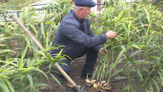 В Астраханской области фермер планирует собрать за осень 2 тонны имбиря