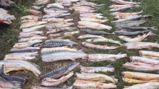 Под Астраханью задержали 5 браконьеров с краснокнижными рыбами