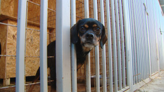 В Астрахани волонтёры построили более 100 будок для собак из приюта