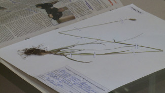 Астраханский учёный описал новый вид растений