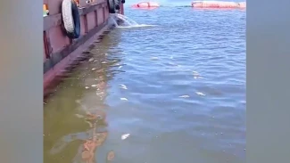 В астраханских пабликах появилось видео с погибшей воблой 