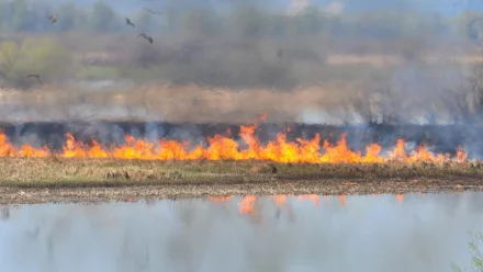 В Астраханской области крупный пожар перешёл на территорию заповедника
