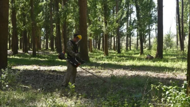 В Астрахани проходит скос наркосодержащих растений