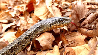 Что нужно знать о ядовитых пауках и змеях Астраханской области