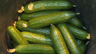 Астраханский земледелец выращивает огурцы по собственному рецепту