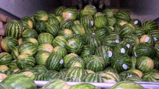 Астраханские бахчеводы собрали уже более 120 тысяч тонн арбузов