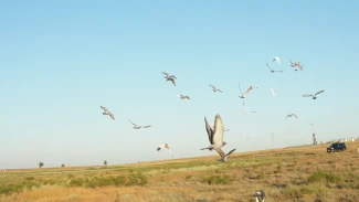 В Астрахани прошли голубиные гонки