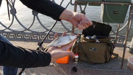 Как астраханцы оценивают эффективность запрета на вылов воблы, поддерживают ли его продление в этом году