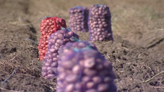 Астраханская область – лидер по производству картофеля в ЮФО