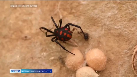От укусов каракуртов пострадало 15 астраханцев