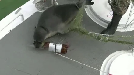 В Астрахани пограничники в Каспийском море спасли более 200 осетров и тюленя