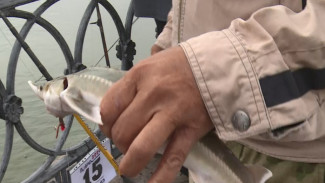 В Астрахани участник фестиваля “Вобла 2020” поймал стерлядь 