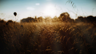 Под Астраханью льготникам предоставляли непригодные земельные участки 