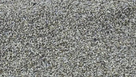 Более миллиона тонн экспортного зерна проверили в Астраханской области