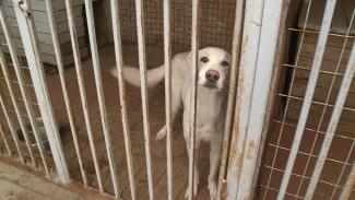 Астраханцы смогут вернуть своих потерявшихся животных по новым правилам