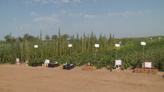 В Черноярском районе прошёл «День поля» в честь 30-летия Прикаспийского института аридного земледелия