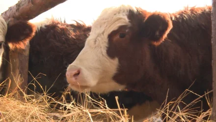 Астраханский фермер удвоит стадо коров элитной породы при поддержке гранта