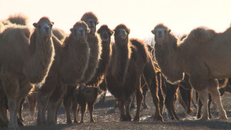 Суд вынес приговор по делу о терроризирующих астраханские сёла верблюдах