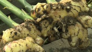 В Астраханской области собрали первый урожай имбиря