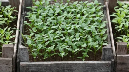 Астраханские фермеры готовятся к высадке рассады ранних овощей 