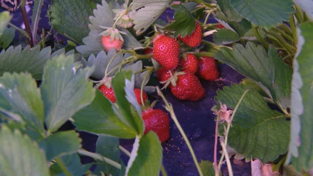 Астраханский фермер планирует собрать около трёх тонн клубники