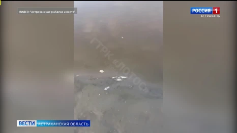 Природоохранная прокуратура Астраханской области обследовала акваторию ерика Кривой Бузан