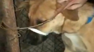 Двое астраханцев расстреливали собаку из пневматического ружья