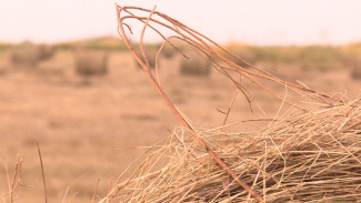 В Астраханской области сенокос начался раньше срока