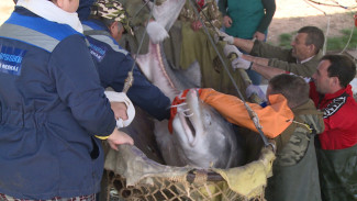 В астраханском рыбоводном заводе получили икру белуги