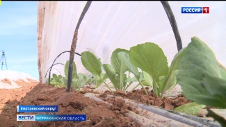 Как астраханские фермеры выращивают капусту и не только