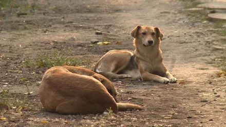 Астраханцы предлагают наказывать тех, кто кормит бездомных собак и препятствует их отлову 