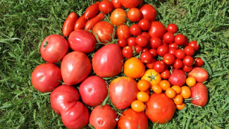 В Астраханской области в турмаршруты включат объекты сельского хозяйства