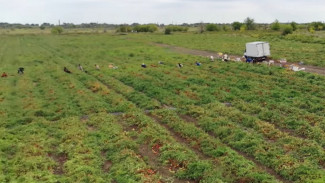 В Астрахани фермеры смогут привлекать мигрантов без ограничений