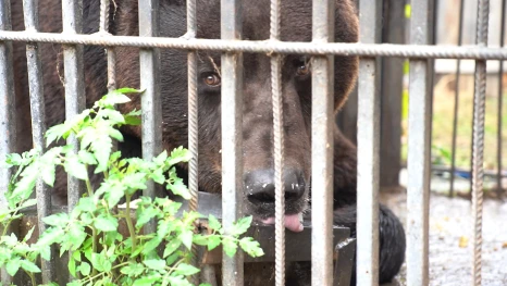Жители астраханского зоопарка готовятся к зиме