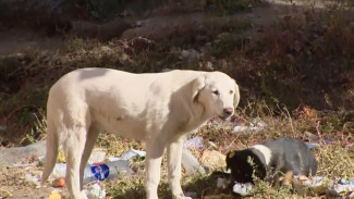 Как в Астрахани хотят решать острую проблему с бездомными собаками