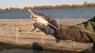На осетровой ферме в Астрахани возрождают старинные рецепты