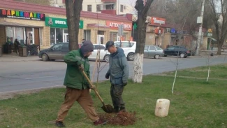 В Астрахани приступили к весеннему озеленению 