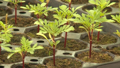 Астрахань готовится к зелёному сезону