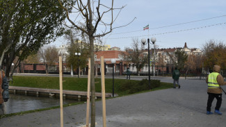  У Лебединого озера в Астрахани посадили деревья-крупномеры