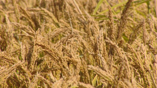 В Астраханской области построят 2 комплекса по производству и переработке риса
